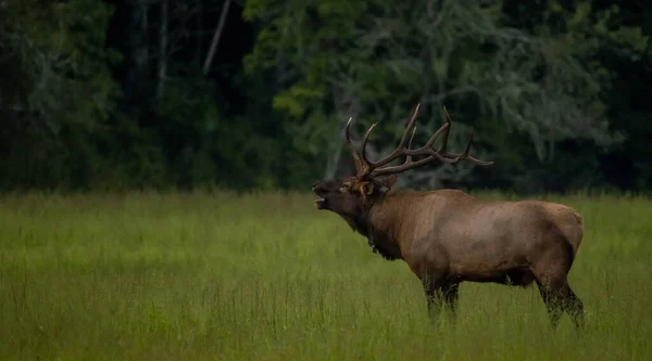 Bull Elk Bugles Ängen Great Smoky Mountains Nationalpark — Stockfoto