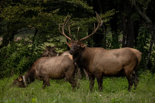 Bull Elk Vaktar Sitt Harem Väntar Rut Att Börja Röken — Stockfoto