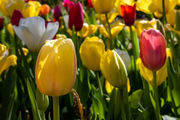 Primo Piano Tulipano Giallo Con Una Striscia Rosso Aiuola Primavera — Foto Stock