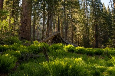 Çimenler ve eğreltiotları, Krallar Kanyonu 'ndaki Sequoia ve Pine Grove Ormanlarına çıkar.