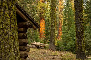 Yosemite 'deki yosunlu ağaçların ve kulübelerin arasındaki mesafede parlayan portakal sandığı.