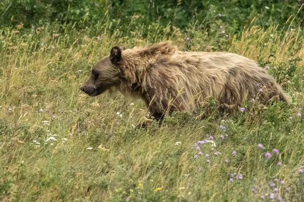 Urso Grizzly Shaggy Procura Comida Campo Gramado Parque Nacional Geleira — Fotografia de Stock