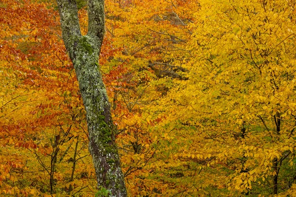 Single Mossy Tree Trunk Stands Out Bright Fall Leaves Norht — Photo