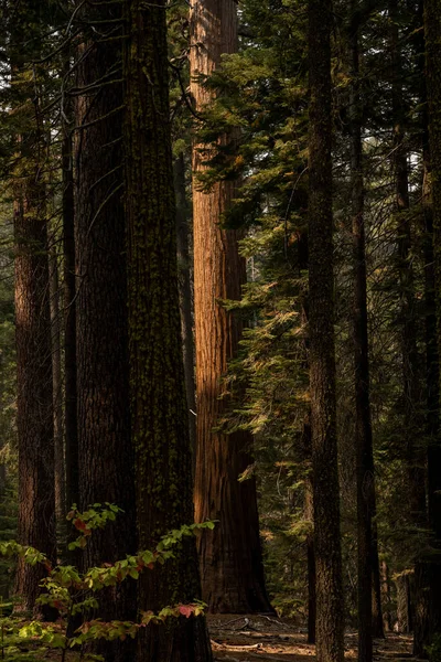 Ενιαία Sequoia Πιάνει Φως Του Ήλιου Πρωί Άλσος Στο Εθνικό — Φωτογραφία Αρχείου