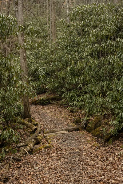 Przeprawa Przez Mały Potok Lesie Rododendron Parku Narodowym Great Smoky — Zdjęcie stockowe