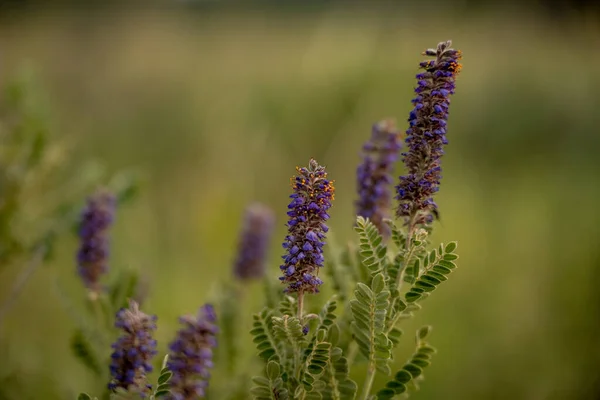 Winzige Violette Blüten Auf Pflanzen Windhöhlen Nationalpark — Stockfoto