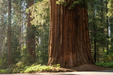 Kaliforniya Parkı 'ndaki Sequoia Ağacı' nın İnanılmaz Büyük Gövdesi