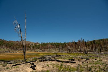 Lassen Volkanik Ulusal Parkı 'ndaki Badger Flat' ta yangın hasarı görünüyor