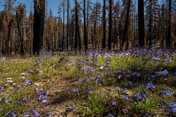 Wildblumen Blühen Rande Des Verbrannten Waldes Vulkan Nationalpark Lassen — Stockfoto