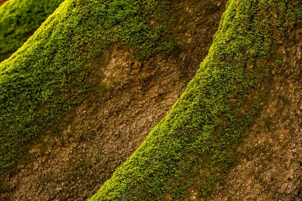 Congaree国家公园一株光秃秃的柏树的鳍上生长着明亮的绿色苔藓 — 图库照片