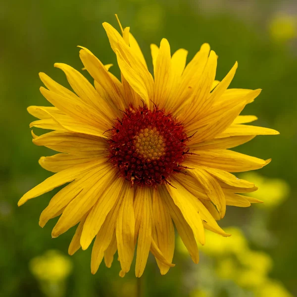 Close Alpine Sunflower Blossom Rocky Mountain National Park — Stock Photo, Image