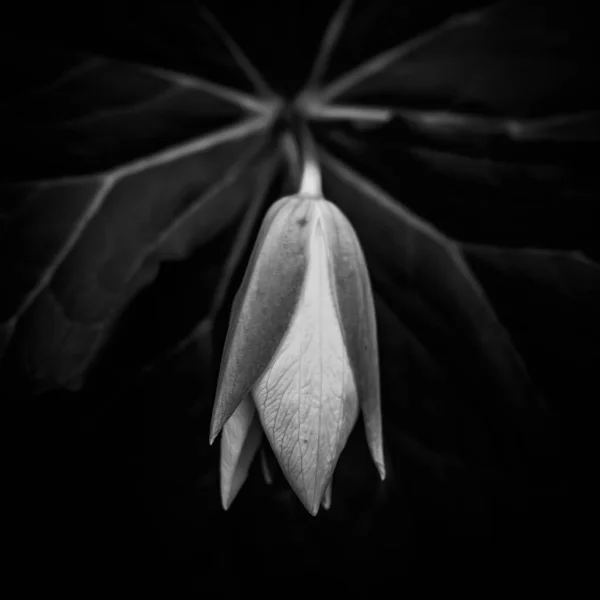 トリリウムの花と葉の黒と白のテクスチャ — ストック写真