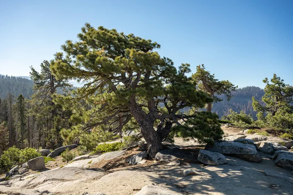 Dwarf Tree Stands Top Rocky Mountain Kings Canyon National Park — Stock Photo, Image