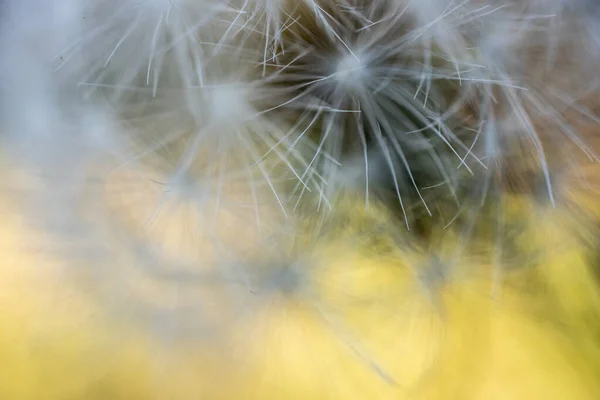 Fine Textures Dandelion Feathers Blossoming Kings Canyon National Park — Stock Photo, Image