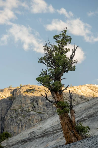 Foxtail Pine Leans Away Granite Slab Yosemite National Park — Stock Photo, Image