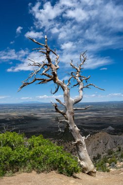 Mesa Verde Ulusal Parkı 'ndaki bir uçurumun kenarında gri ağaç duruyor.