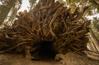 Yosemite Ulusal Parkı 'ndaki Sequoia Ağacının Köklerindeki Büyük Mağara