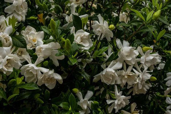 Gardenia Blooms Encha Quadro Primavera Arbusto Suburbano — Fotografia de Stock