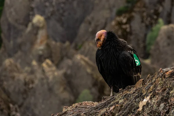 Grooming California Condor Met Kopieerruimte Naar Links — Stockfoto