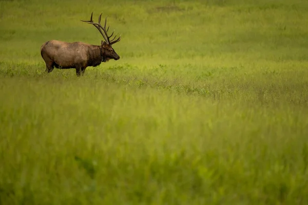 Large Bull Elk Stands Alone Grassy Meadow Smokies — Stock Photo, Image