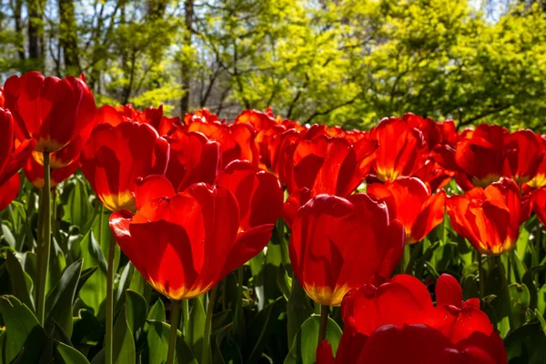 Χαμηλή Γωνία Θέα Της Ανθίζοντας Κόκκινες Τουλίπες Στον Κήπο Άνοιξη — Φωτογραφία Αρχείου