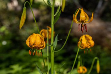 Turuncu Kaplan Zambakları Krallar Kanyonunda Çiçek açıyor