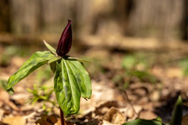 Mamut Mağarası Ulusal Parkı 'nda Kırmızı Trillium Baharda Açılacak