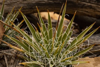 Capitol Resifi Ulusal Parkı 'nda Küçük Yucca Büyüyor