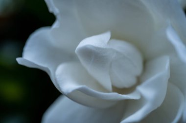 Gardenya 'nın Yumuşak Beyaz Merkezi Yazın başında çiçek açtı