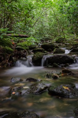 Kuzey Georgia 'da Appalachian Patikası' nda bir dere.