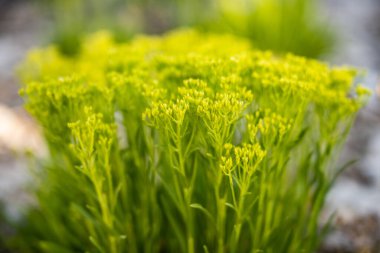 Yeşil Kökler Üzerinde Küçük Tomurcuklar Zion Ulusal Parkı 'nda Kapanıyor