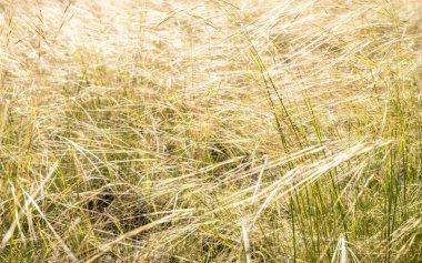 Zion Ulusal Parkı 'nda Rüzgarda İnce Yeşil Çimenler Esiyor