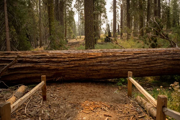 Young Sequoia Tree Fallen Across Trail in Yosemite National Park