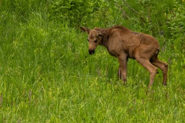 Rocky Dağı Ulusal Parkı 'nda Çimenli Fotokopi Alanı Olan Utangaç Bebek Geyik