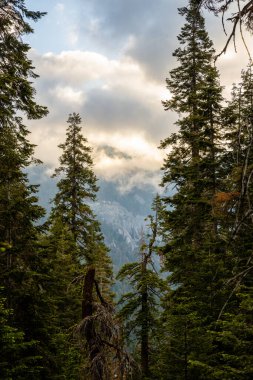 Sequoia Ulusal Parkı 'ndaki Çam Ağaçlarının Arkasındaki Sis Ortaya Çıktı