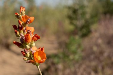 Zion Ulusal Parkı 'ndaki Güneş Bask Dalında Açık Küresel Çiçekler