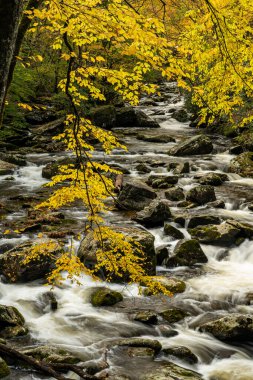 Sarı Yapraklar Büyük Dumanlı Dağlar Ulusal Parkı 'ndaki Küçük Nehrin Ortasında Asılı