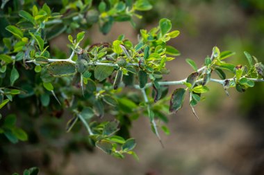 Kings Canyon Ulusal Parkı 'ndaki Beyaz Diken Bush' taki Yaprak ve Dalların Detayları