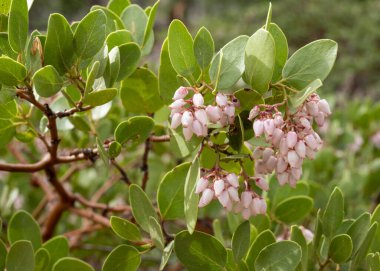Bryce Canyon Ulusal Parkı 'ndaki Yeşil Yapraklı Manzanita Bush' ta Soluk Pembe Çiçekler Grubu