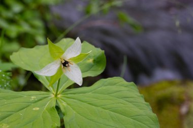 Boşluğu Büyük Dumanlı Dağlar Ulusal Parkı 'na Kopyalayan Tek Trillium Çiçeği