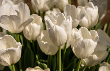 Bahar bahçesinde Beyaz Lale Yatağı Çiçek Açtı