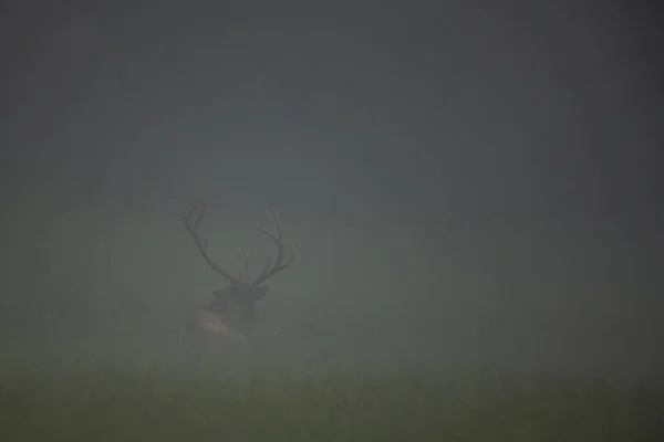 Bull Elk Sits In Thick Foggy Field in Great Smoky Mountains National Park