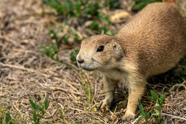Face of Young Prairie Dog In Prairie Dog Town in Theodore Roosevelt National Park
