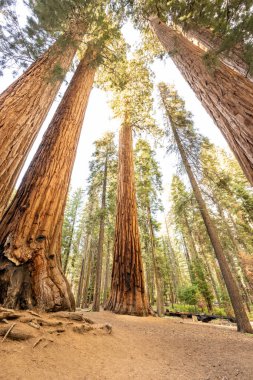 Sekoya ağaçlarının Parker Korusu 'na bakıyorum.
