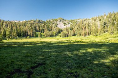 Morning Shadows Fill The Valley of Paradise Meadows