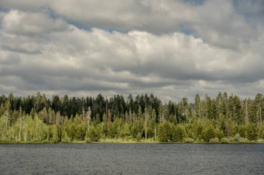 Pine Trees Line the Shore of Laurel Lake in Yosemite