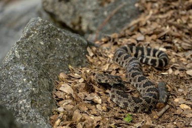 Rattlesnake begins to coil in leaves alongside the Grand Canyon of the Tuolumne Trail in Yosemite