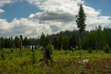 Recovering Forest Fire Burned Meadow Sits At The Edge Of Laurel Lake In Yosemite National Park
