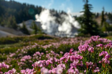 Rolling Blanket of Purple Heath And Pines In Bumpass Hell Area in Lassen Volcanic National Park