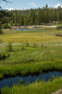 Tuolmne River flows as just a small creek along Tioga Road in Yosemite
